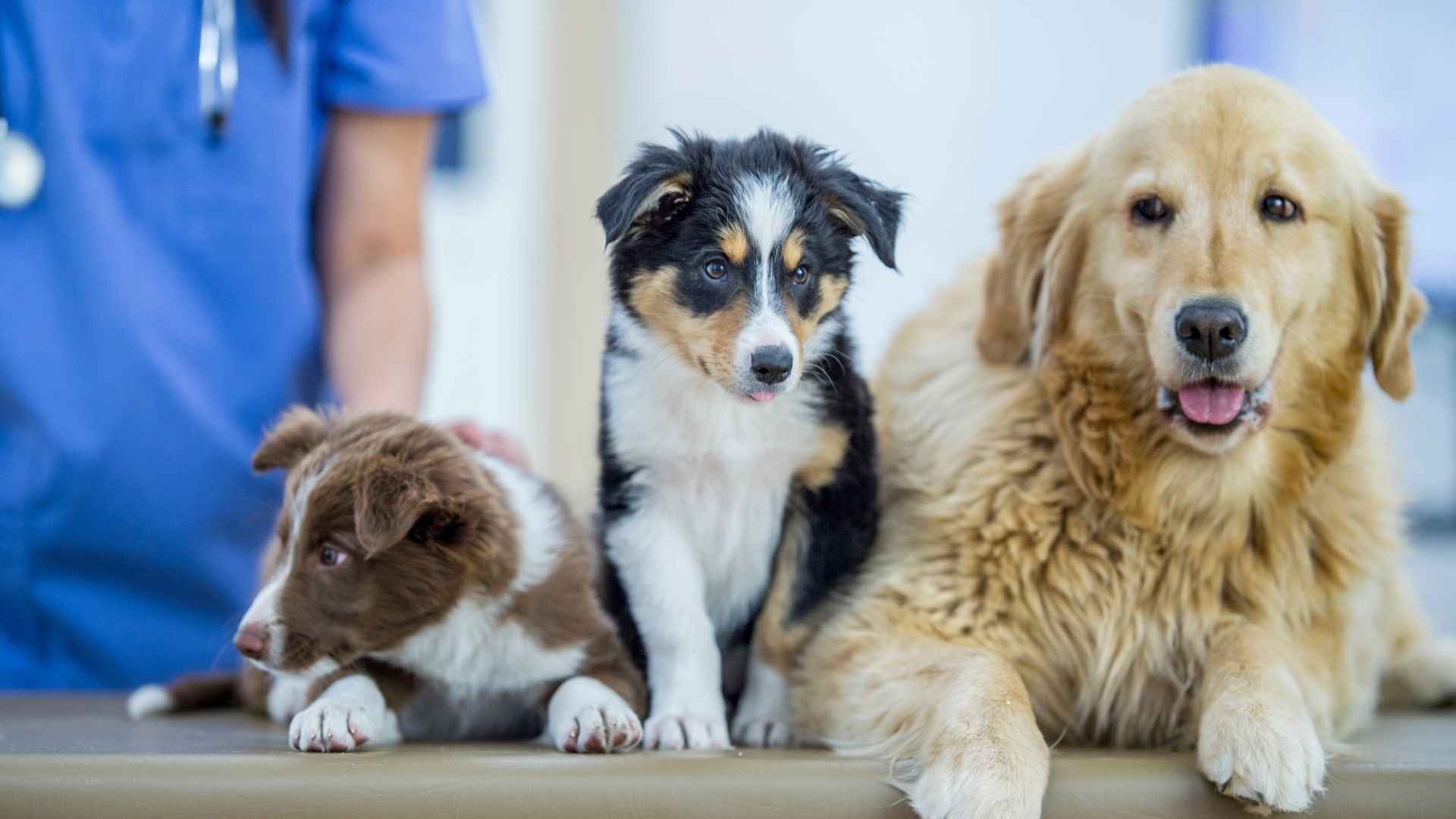 Desparasitacion interna perro